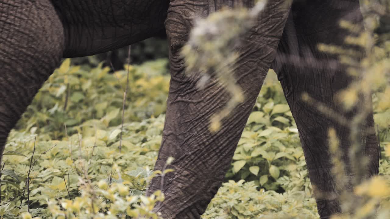 las patas de elefante africano en cámara lenta caminando de cerca en un bosque en el parque nacional serengeti en tanzania en áfrica, detalle extremo de la pierna de elefante en la vida silvestre africana animales de safari