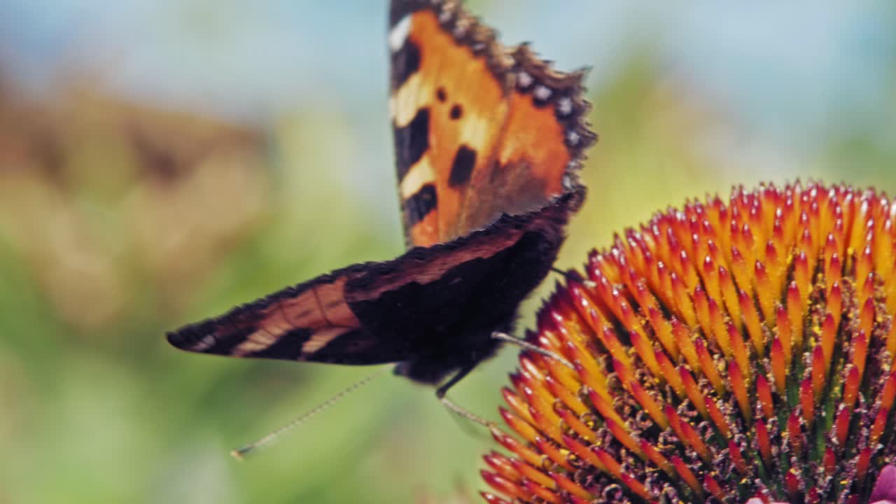 fotografía macro de una pequeña mariposa naranja de concha recogiendo néctar de una flor cónica púrpura sobre fondo verde