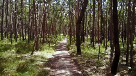 avanzando a lo largo de una pista en el bosque estatal de wombat cerca de trentham, victoria, australia