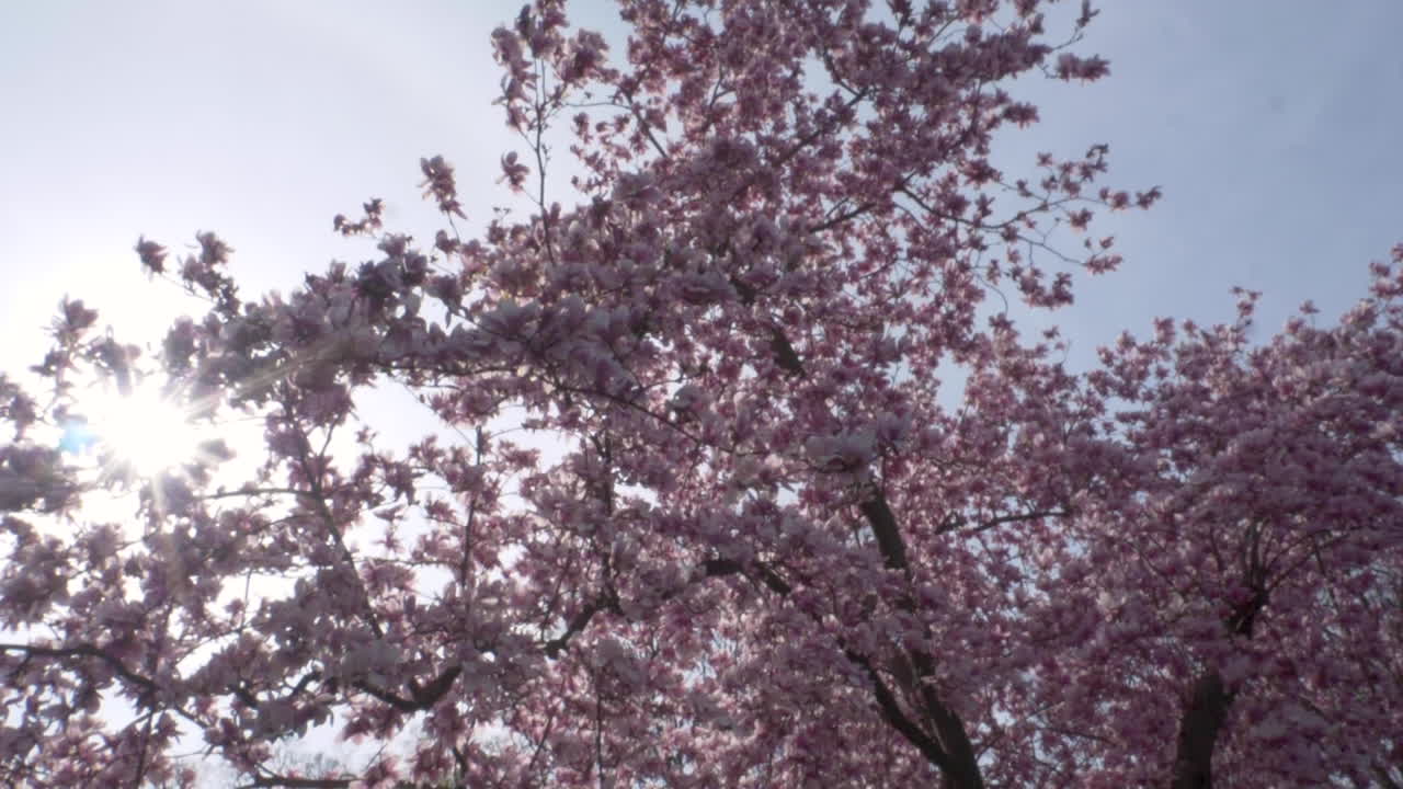 SLOW MOTION (180FPS): Guardando in alto e fluttuando sotto un albero di magnolia cinese con grandi fiori rosa in piena fioritura mentre il sole filtra in una bella giornata.