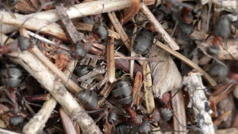 colina de hormigas silvestres en el bosque de cerca