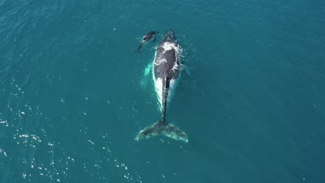 large female humpback whale shares tender moment with her baby calf