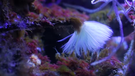 Side-view-of-a-sea-feather-duster-moving-in-the-water