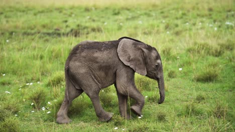 Slow-Motion-Shot-of-Small-Newborn-baby-elephant-walking-quickly-in-lush-landscape-greenery,-African-Wildlife-in-Maasai-Mara-National-Reserve,-Kenya,-Africa-Safari-Animals