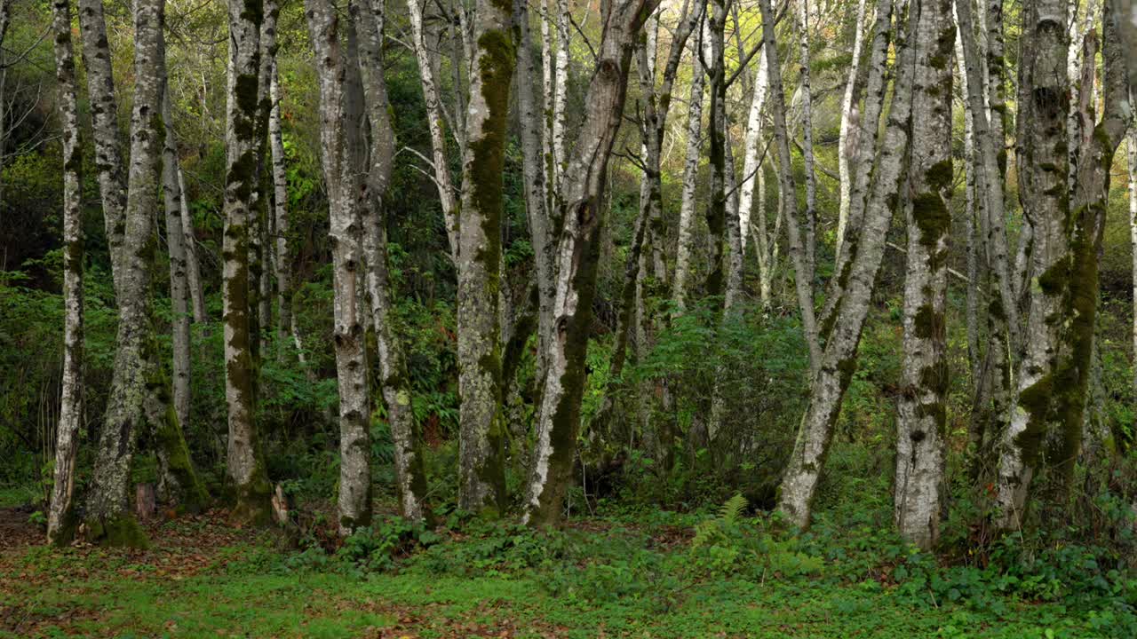 Dense lush green Candelabra Redwood Forest Birch Eucalyptus Trees Lost Coast Trail Northern California USAL Beach Campground Mendocino Sinkyone Wilderness Jones USAL Beach campground nature landscape