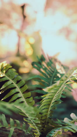 close-up of vibrant ferns in a lush natural setting