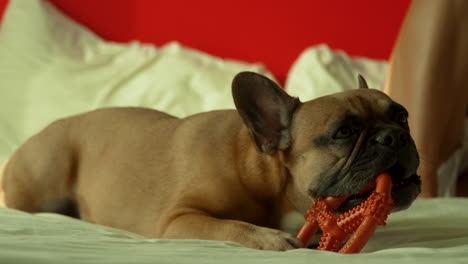 bulldog francés masticando juguete en la cama