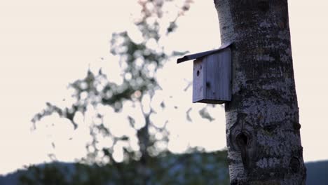 Vogelnest-Auf-Einem-Baum