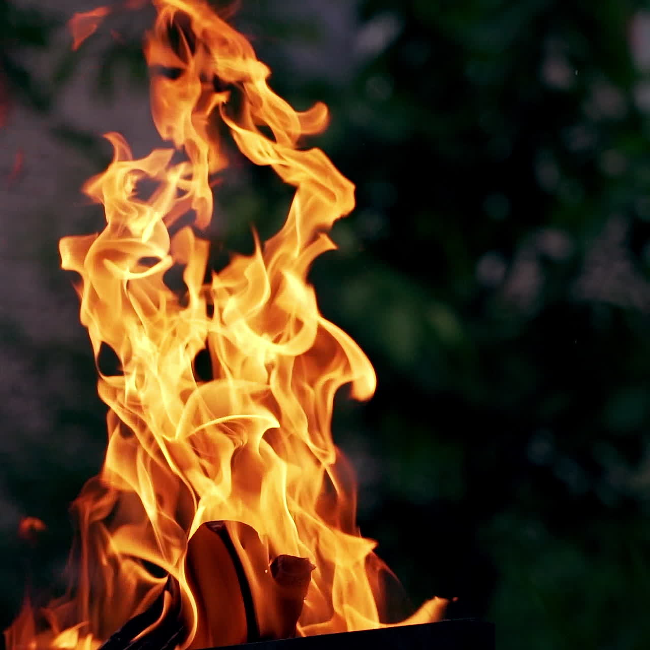 Slow motion of burning logs in campfire. Combustion of wood in vivid flame in the evening. Bright fire motion outdoors.