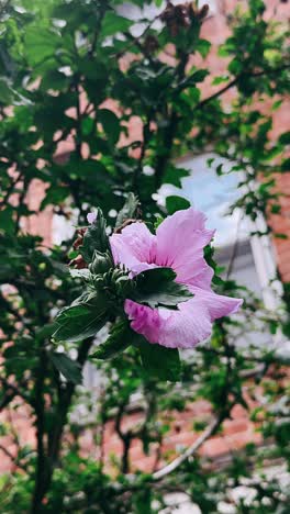 flor de hibisco púrpura en un jardín
