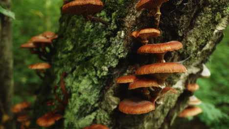 Shrooms-on-tree,-mycorrhiza,-
Ectomycorrhiza