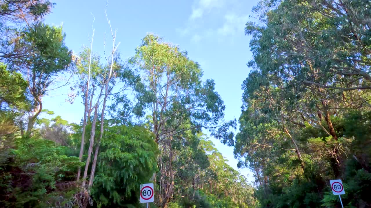 A serene drive along a forested road, showcasing towering trees and vibrant greenery under a clear blue sky