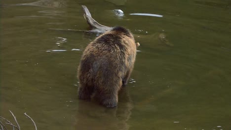 Bär-Im-Wasser-Dreht-Sich-Plötzlich-Um-Und-Stellt-Sich-Kurz-Auf-Die-Hinterbeine