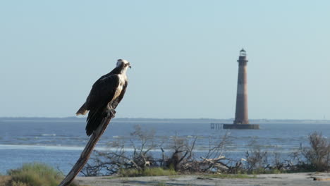 Osprey Perched with Lighthouse in Background