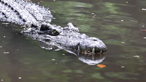 a crocodile swims slowly in a calm pond.