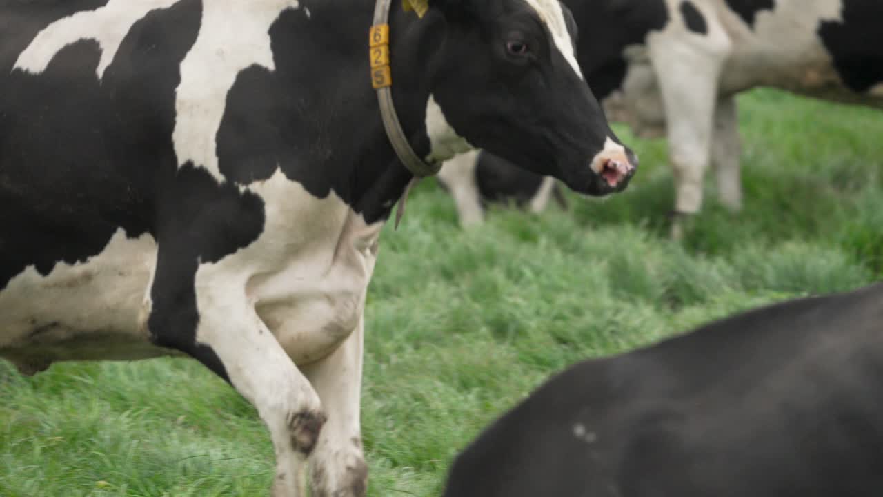 vaca tonta liberada en campo verde durante la primavera corriendo en cámara lenta