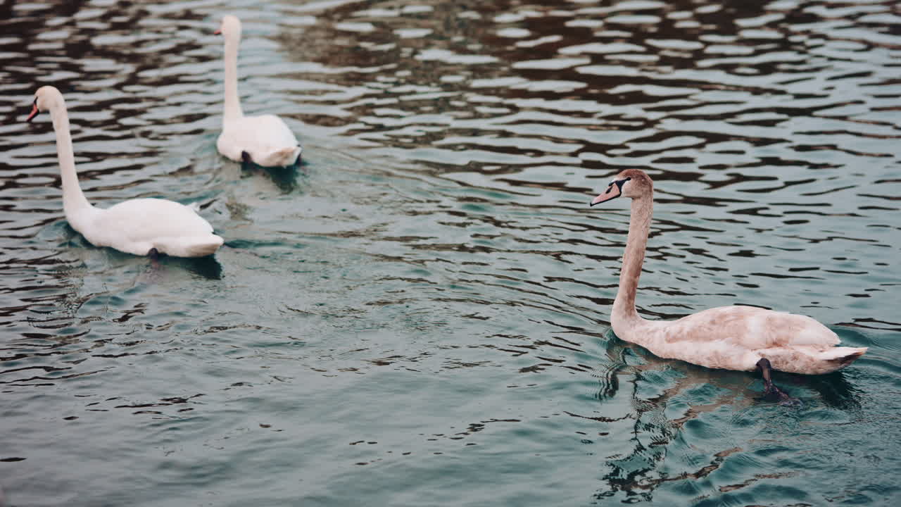 Close up view of a swan floating on dark blue water