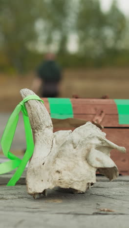 manos femeninas ponen la mitad del cráneo de vaca con cuerno atado con cinta, ataúd de madera y guante de caballero. artefactos medievales en la mesa en el pueblo de primer plano en un fondo borroso