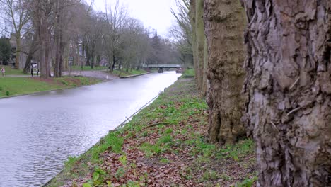 tree-lined canal in utrecht, the netherlands, with gently flowing water and beautiful old gnarled trees with thick bark