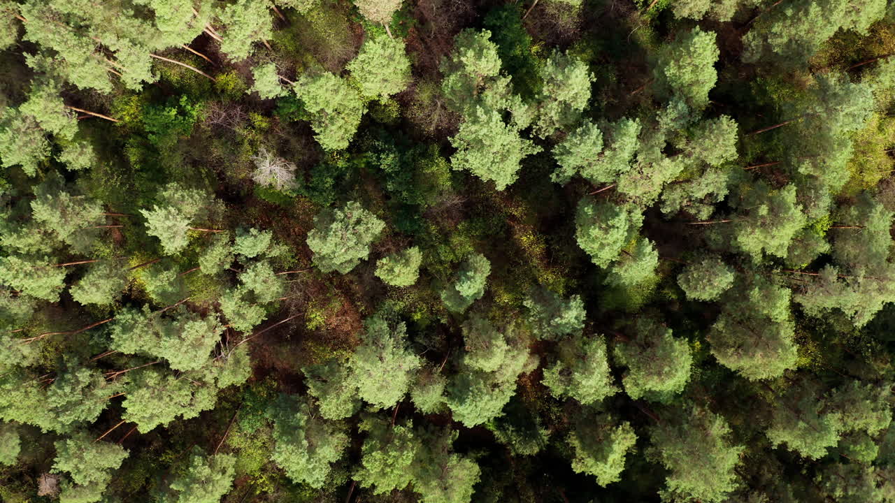 Pine trees in forest. High trees panorama from dron. Aerial video on wood. Green nature concept.