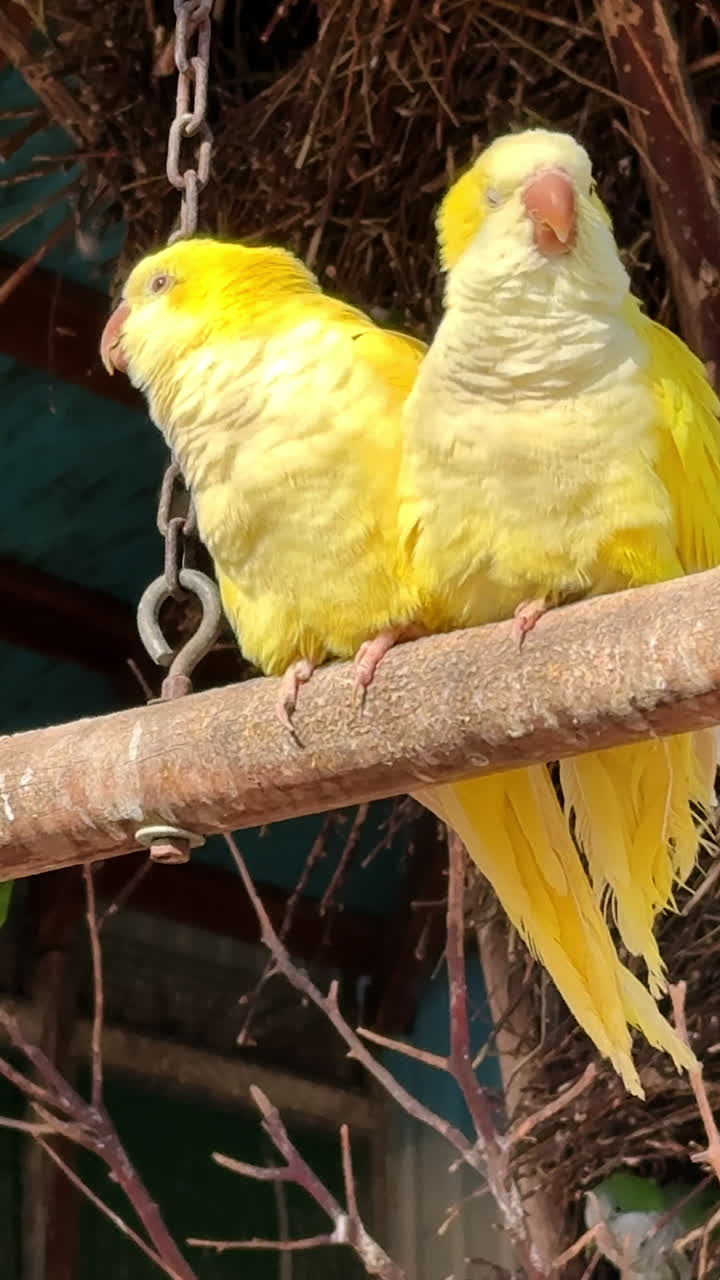 Colorful yellow birds perched together. Two vibrant yellow birds rest closely on a wooden perch in a lush setting, enjoying a sunny day outdoors