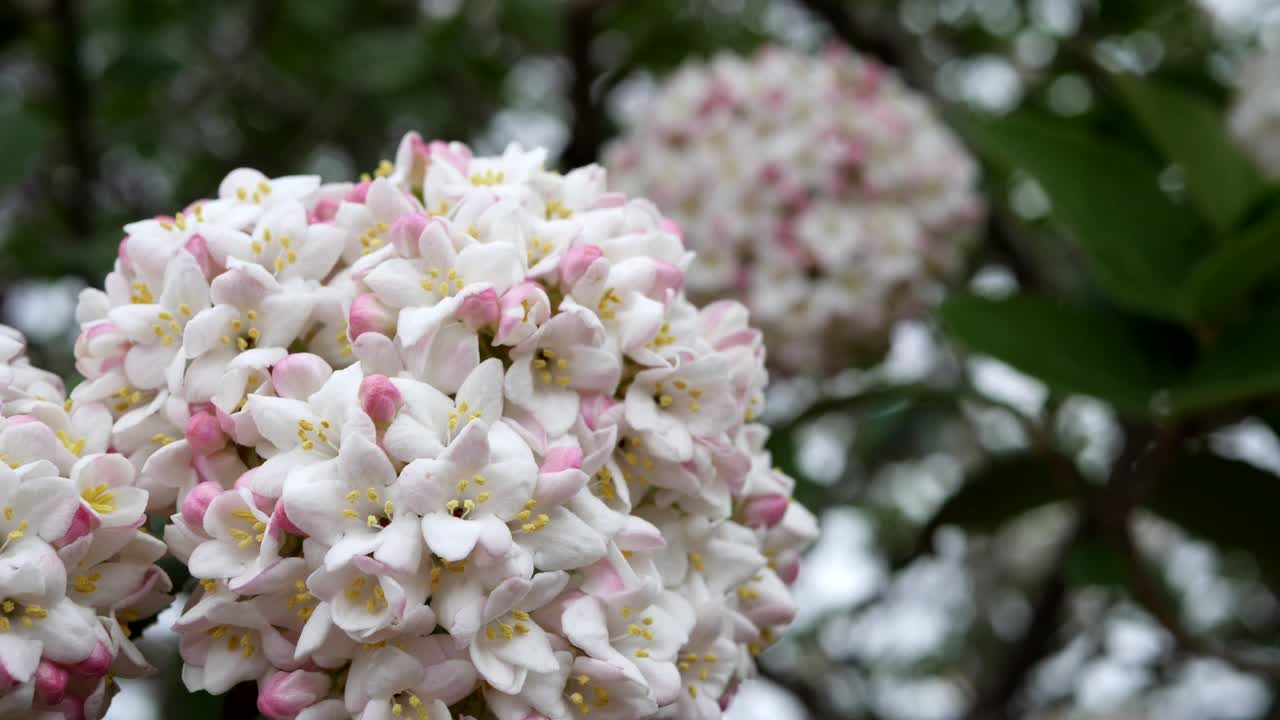 Camera pans around a blooming hydrangea in slow motion with a shallow depth of field