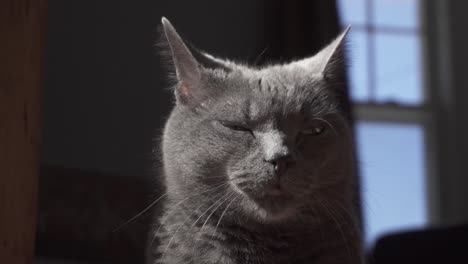 static closeup of an adult russian blue adult cat looking towards camera