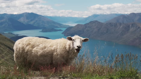 new zealand mountain sheep grazing with incredible natural landscape