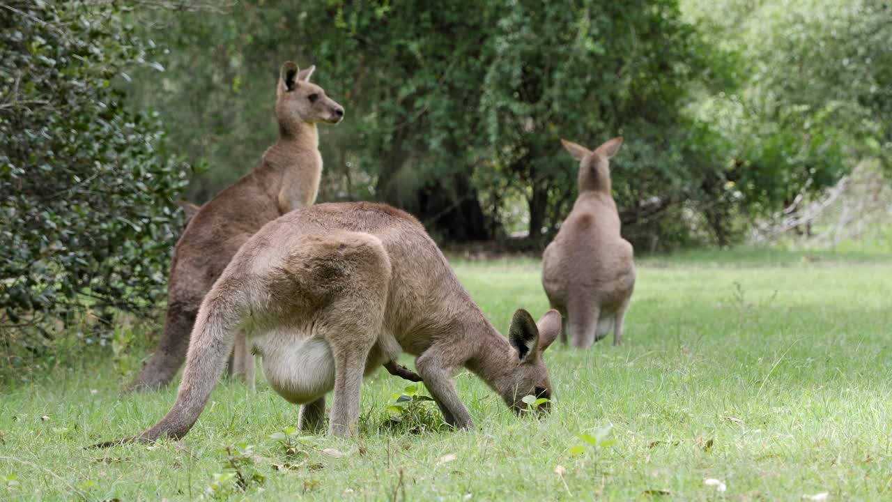 una muchedumbre de canguros nativos australianos son perturbados brevemente mientras se alimentan en un campo de hierba
