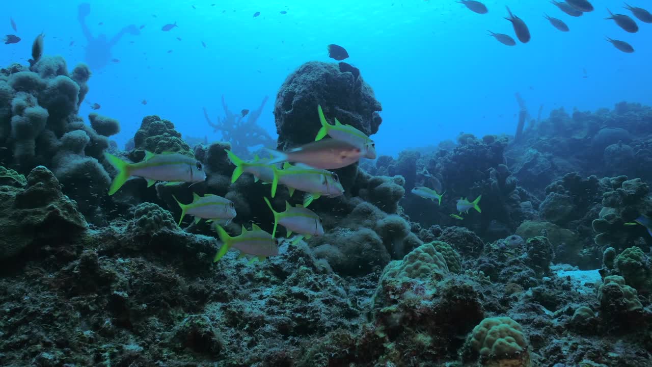 A small school of Yellow goatfish swims gracefully through the blue Caribbean waters, with a vibrant coral reef providing a stunning backdrop.