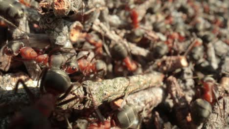 wild ant hill in the forest super macro close-up shot