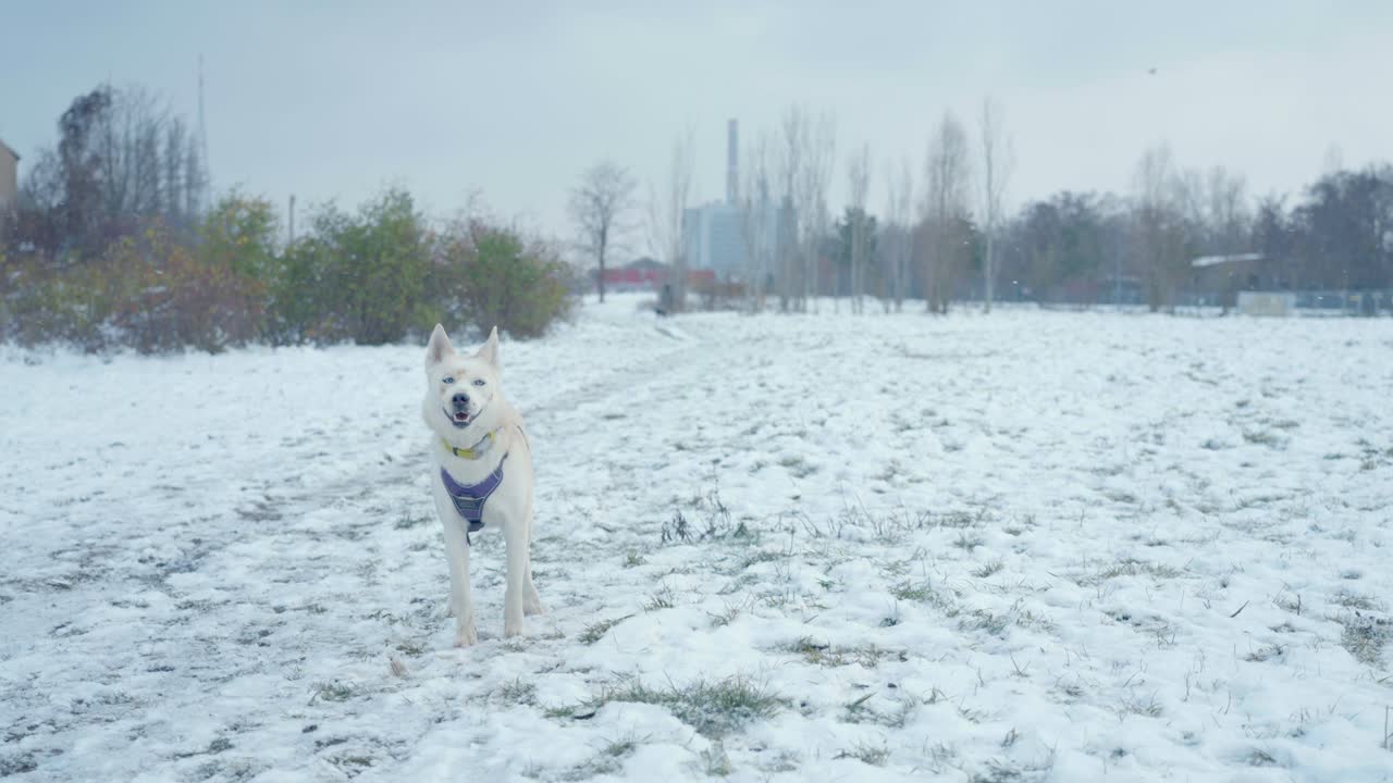 vista cercana del perro ladrando en la nieve husky siberia