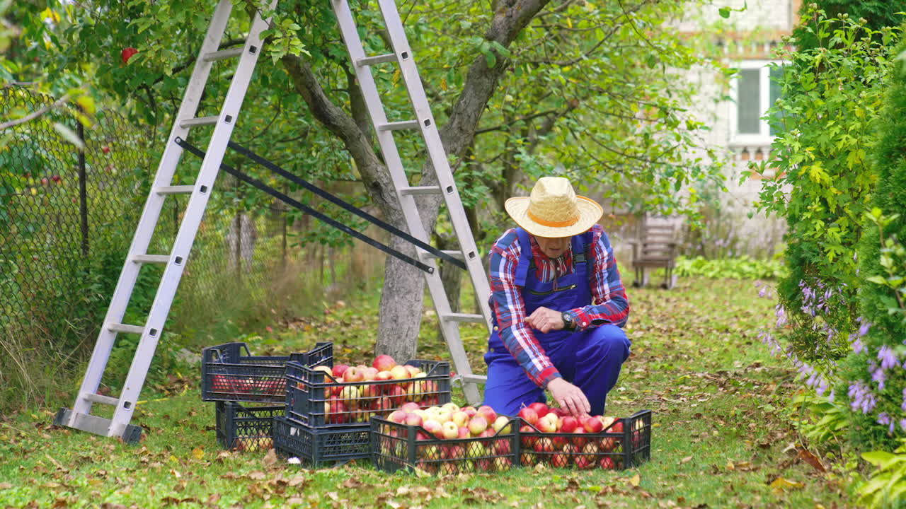 Farmer near drawers with apples outdoors. Mature man sorting delicious apples into plastic boxes in his garden in autumn.