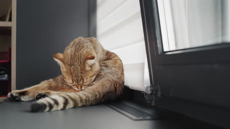 el gato lindo se lava en el alféizar de la ventana