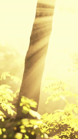 sunlight shining through the trees in a foggy forest