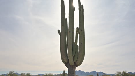 tilt-up shot of gigantic old saguaro cactus standing tall in arizona desert with sun peaking through arms