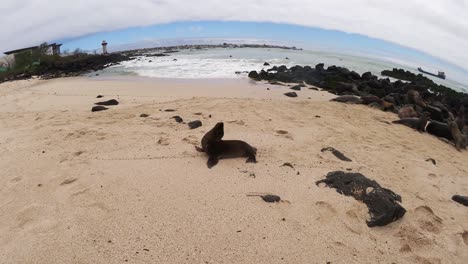 Seelöwenwelpe-Am-Meeresstrand-Der-Insel-Galapagos