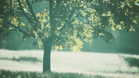 Gran-árbol-De-Arce-Con-Hojas-Verdes-En-Un-Día-De-Verano