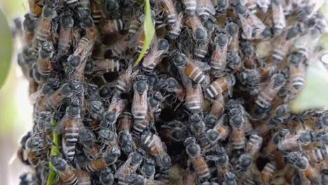 Toma-Súper-Cercana-De-Una-Colonia-De-Abejas-Pululando-Sobre-Una-Estructura-De-Panal