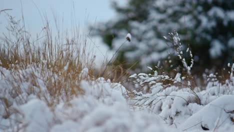 dry grass stick out snow blanket winter weather close up. sticks swaying on wind