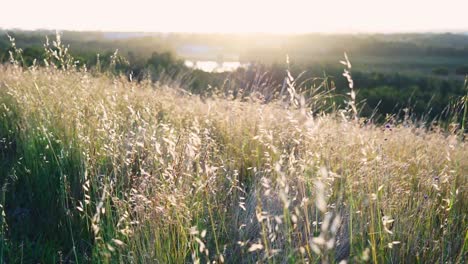 selective soft focus of golden dry grass in front of beautiful sunset, blowing in the wind, yellow and orange colors in the background, nature concept, static shot