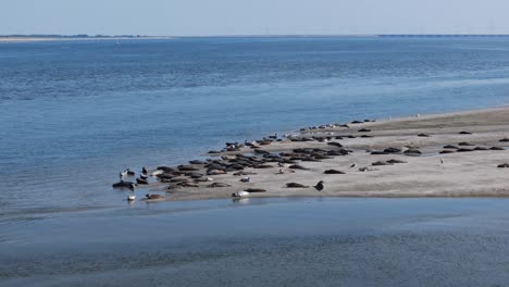 aerial orbit of new tidal flats at oostvoorne and rockanje, netherlands, showcasing the unique coastal landscape at low tide with common seals resting on beach