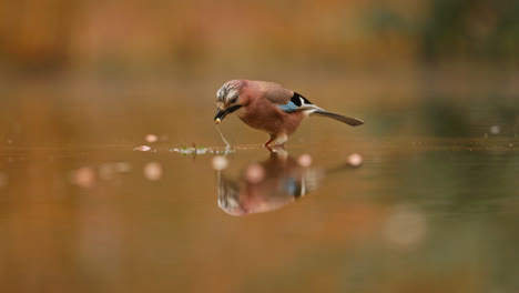 eurasian jay reflecting in autumn water