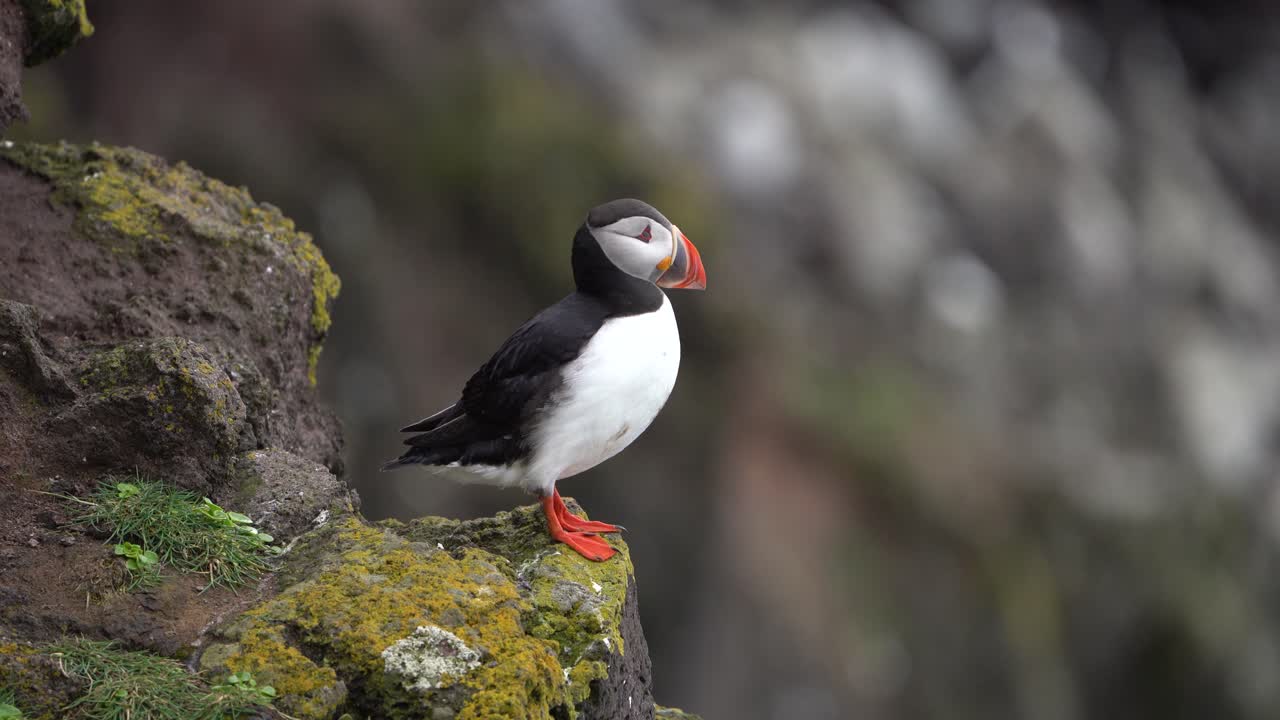 A puffin on a rocky cliff in Iceland nesting during summer.