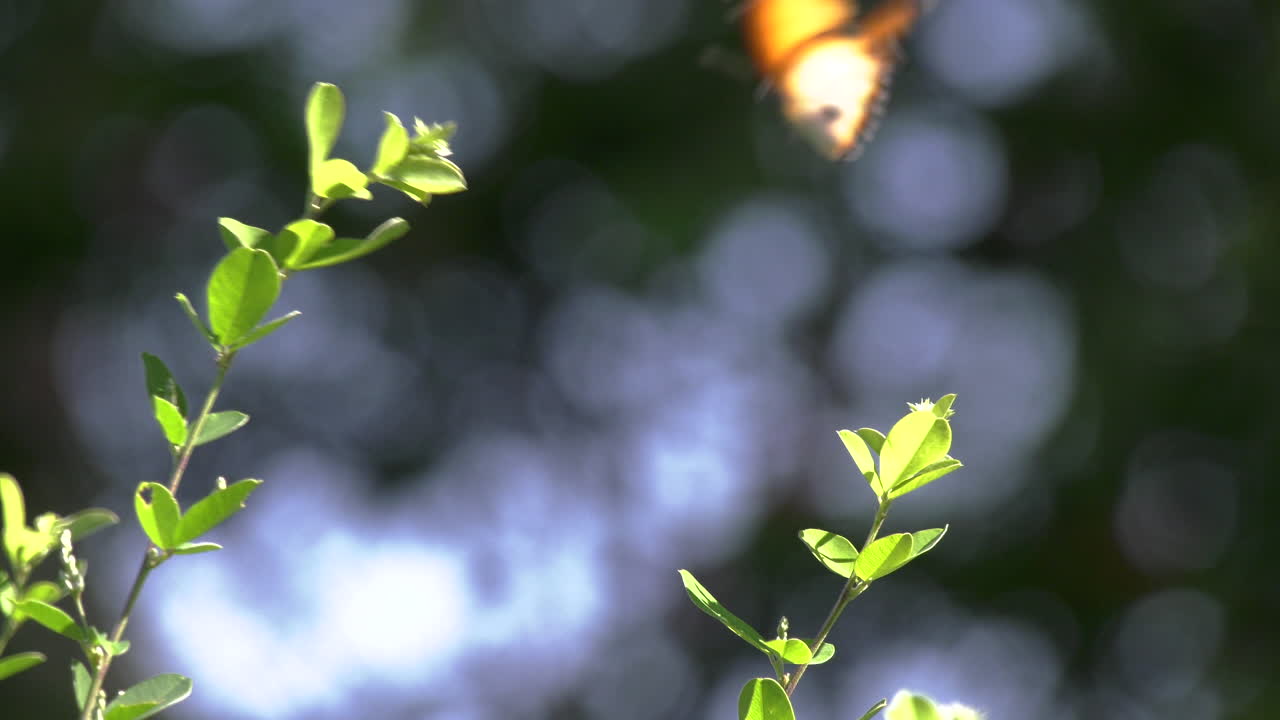 A Plain Tiger Butterfly flying off at the Singapore Botanic Gardens