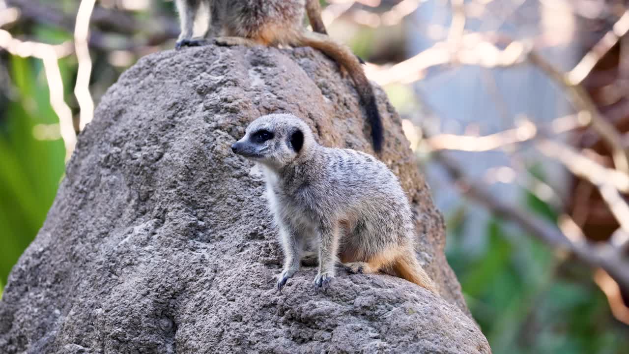 수리카트 가 서서 바위 위 를 둘러보고 있다
