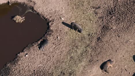 Schweine-In-Der-Nähe-Eines-Wasserlochs-Auf-Einem-Ländlichen-Bauernhof---Luftaufnahme-Einer-Drohne