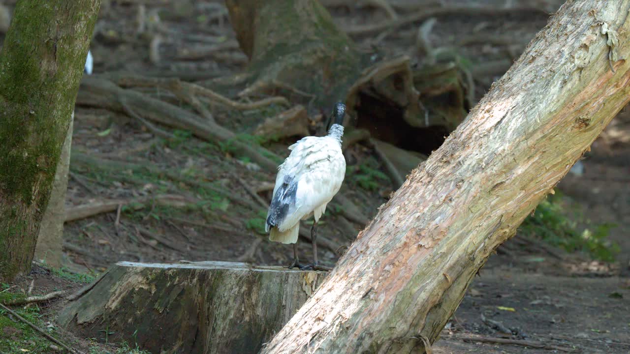 Un ibis blanc australien se tient sur une souche, déploie ses ailes et lisse ses plumes