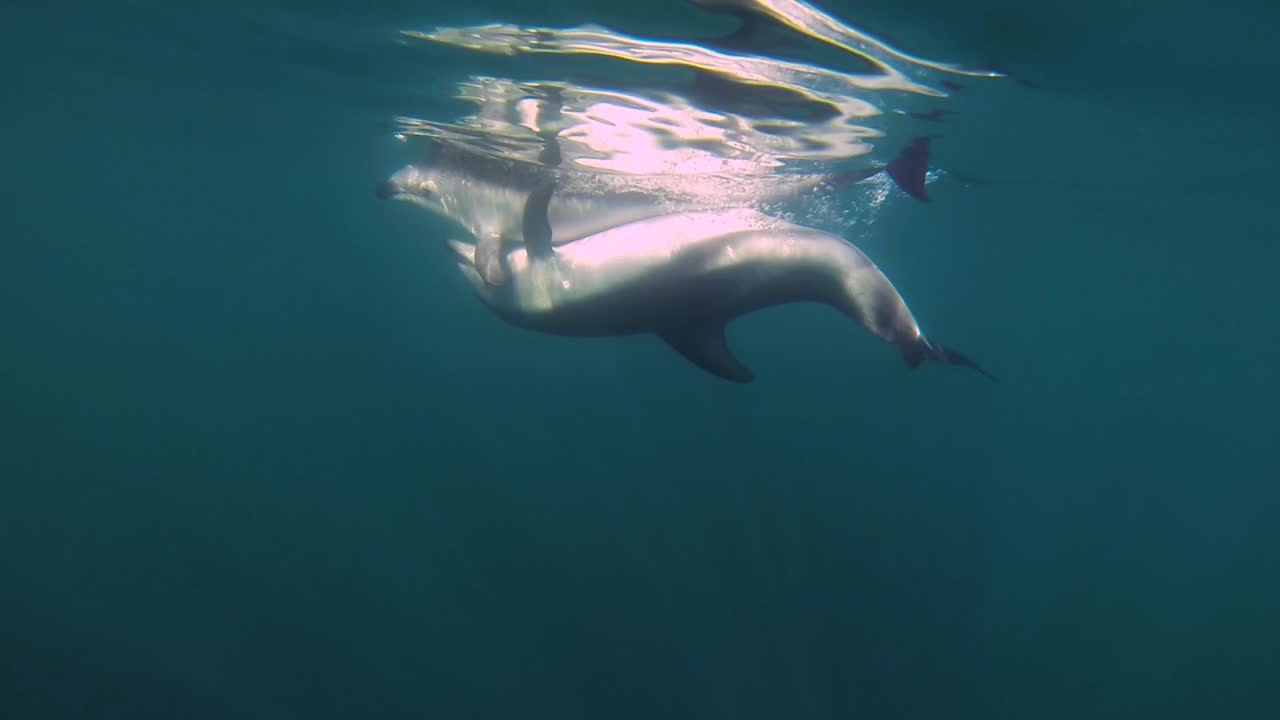 a couple of dolphins mating copulating underwater shot slowmotion