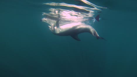 un par de delfines apareándose copulando tiro bajo el agua a cámara lenta